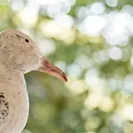 Costa Rica Eco Апарт-готель Бібіоне