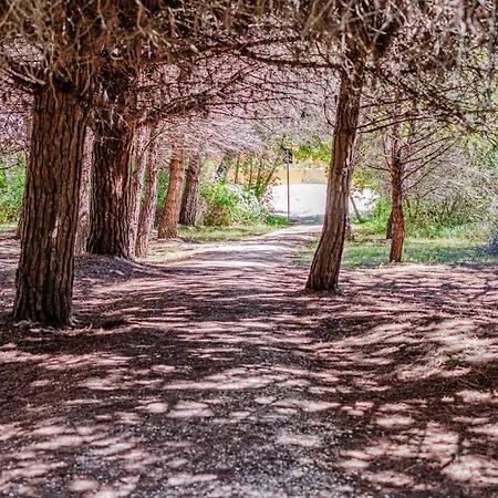 Costa Rica Eco Бибионе